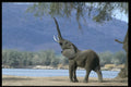 485075 Elephant Eating Tree Shoots, Zimbabwe, Africa A4 Photo Print