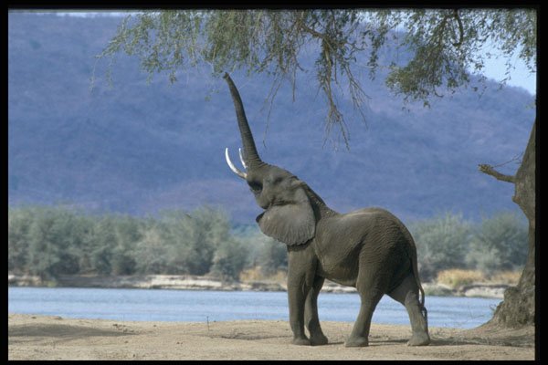 485075 Elephant Eating Tree Shoots, Zimbabwe, Africa A4 Photo Print