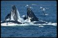 485076 Humpback Whales Feeding A4 Photo Print