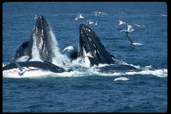 485076 Humpback Whales Feeding A4 Photo Print