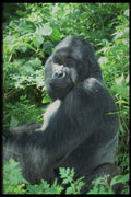485077 Silverback Gorilla, East Zaire, Africa A4 Photo Print