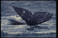 485078 Mating California Gray Whales, Scammon's Lagoon, Baja A4 Photo Print