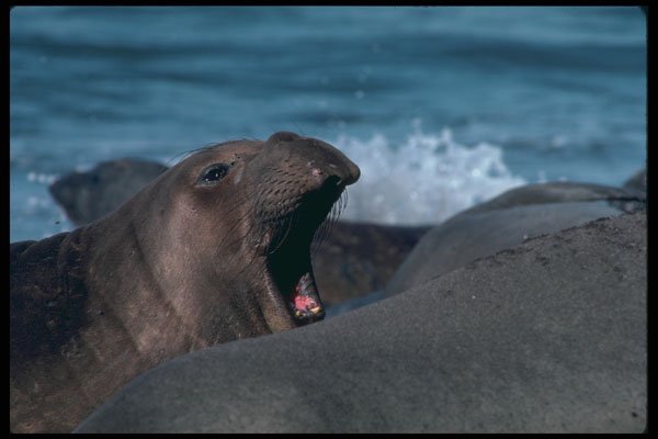 485079 Elephant Seal Cow, Isla Guadalupe, Pacific Ocean Off Baja A4 Photo Print