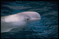 485080 Gliding Through The Water, British Columbia, Canada A4 Photo Print