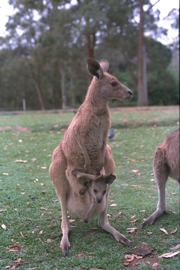 485081 Kangaroo And Joey, Brisbane Area, Australia A4 Photo Print