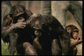485083 Chimpanzees A4 Photo Print