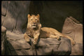 485084 Female Lion A4 Photo Print