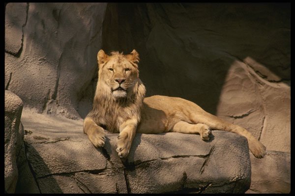 485084 Female Lion A4 Photo Print