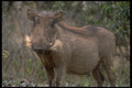485085 Warthog, Nairobi National Park, Africa A4 Photo Print