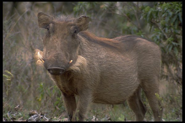 485085 Warthog, Nairobi National Park, Africa A4 Photo Print