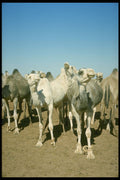 485086 Camels In Algeria A4 Photo Print