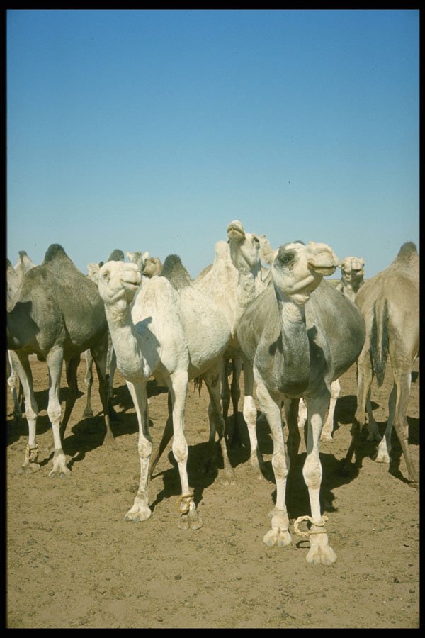 485086 Camels In Algeria A4 Photo Print