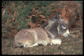 485087 New Forest Donkey On The Ground A4 Photo Print