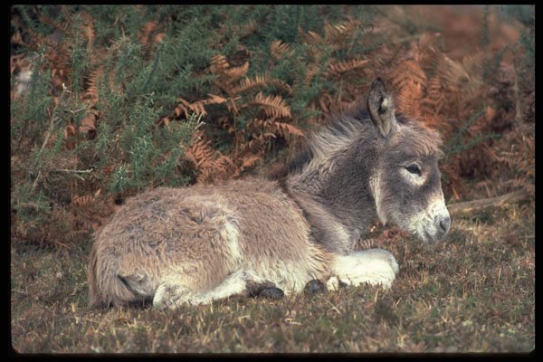 485087 New Forest Donkey On The Ground A4 Photo Print