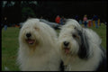 485088 Old English Sheepdogs A4 Photo Print
