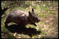 485089 Wombat, Australia A4 Photo Print