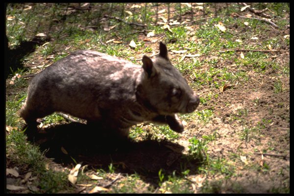 485089 Wombat, Australia A4 Photo Print