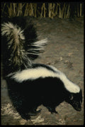 485090 Striped Skunk (memphitis Mephitis), California, USA A4 Photo Print
