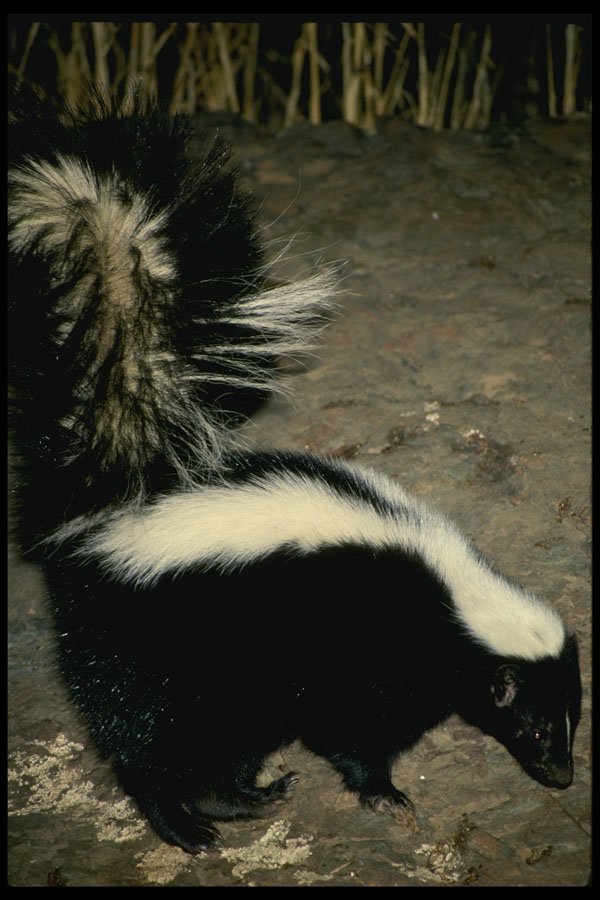 485090 Striped Skunk (memphitis Mephitis), California, USA A4 Photo Print