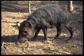 485091 A Warree, An Endangered Species, In Belize A4 Photo Print