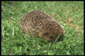 485092 Hedgehog A4 Photo Print