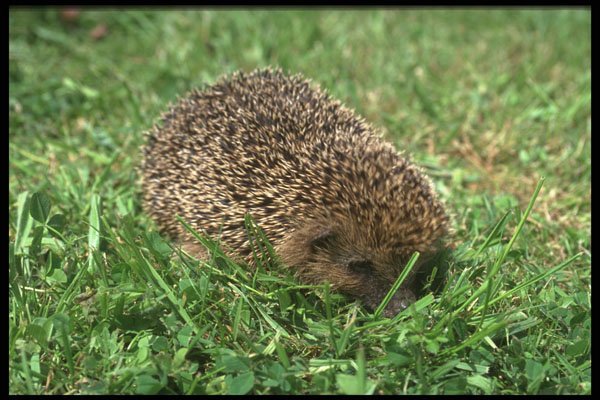 485092 Hedgehog A4 Photo Print
