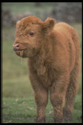 485093 Highland Cattle A4 Photo Print