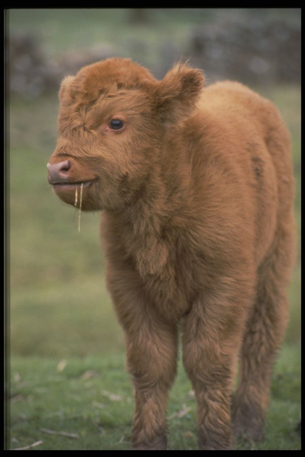 485093 Highland Cattle A4 Photo Print