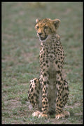 485094 Cheetah Cub In Amboseli Reserve, Kenya, Africa A4 Photo Print