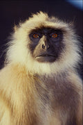 485096 Portrait Of An Indian Monkey (langur) A4 Photo Print