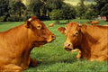 485097 Two Guernsey Cows In Britain A4 Photo Print