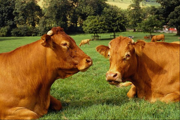 485097 Two Guernsey Cows In Britain A4 Photo Print