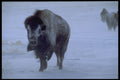 485098 Buffalo In A Prairie Snowstorm A4 Photo Print