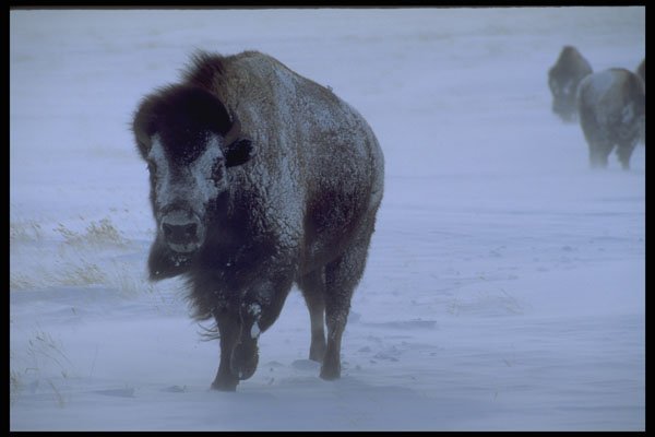 485098 Buffalo In A Prairie Snowstorm A4 Photo Print