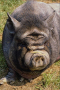 485099 Vietnamese Pot bellied Pig, Britain A4 Photo Print