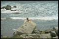 486004 Sunbathing At White Point Beach, Nova Scotia, Canada A4 Photo Print