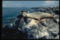 486029 It's Nap Time For This Galapagos Sea Lion A4 Photo Print
