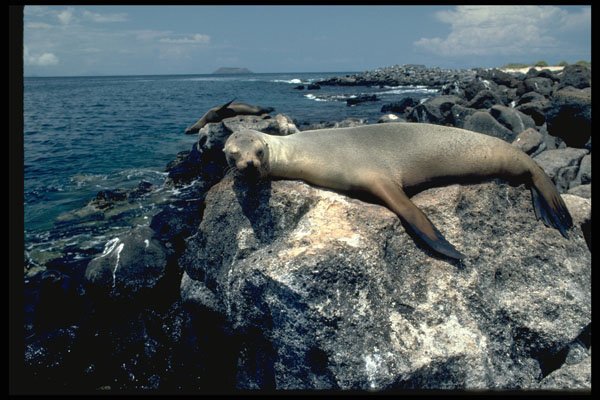 486029 It's Nap Time For This Galapagos Sea Lion A4 Photo Print