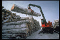 489005 Stacking Pine On Lac Pomponne, Quebec A4 Photo Print