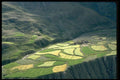 490000 Barley Fields, Zanskar Ladakh, India A4 Photo Print