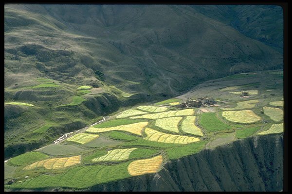 490000 Barley Fields, Zanskar Ladakh, India A4 Photo Print