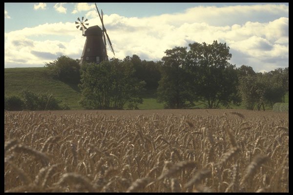490001 Windmills In Denmark A4 Photo Print