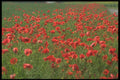490002 Poppies In Denmark A4 Photo Print