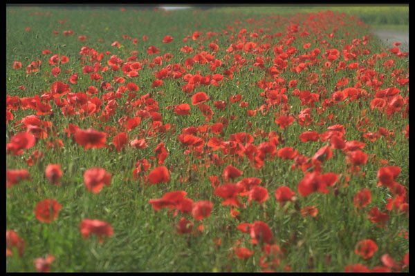 490002 Poppies In Denmark A4 Photo Print