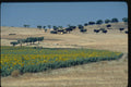 490003 Sunflower Field In Portugal A4 Photo Print