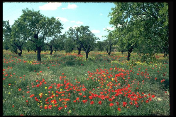 490004 Landscape Of Poppies And Cork Trees In Spain A4 Photo Print