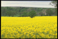 490014 Rapeseed Field In Wales, Great Britain A4 Photo Print
