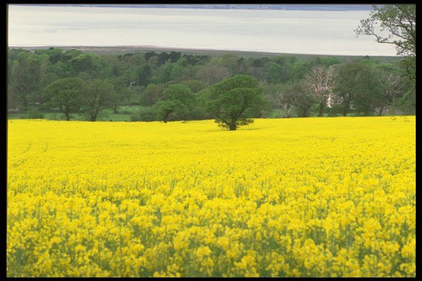 490014 Rapeseed Field In Wales, Great Britain A4 Photo Print