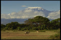 490016 Wildebeest In Amboseli National Park, Kenya A4 Photo Print