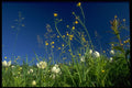 490019 Anemone And Buttercups In Canada A4 Photo Print